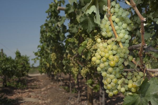 Pisco grapes